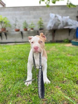 American bully XL - 3