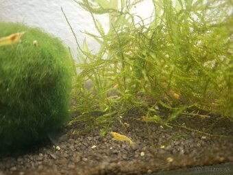 Neocaridina Davidi var. Yellow - 3
