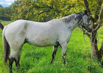 Appaloosa valach napredaj - 3