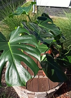 Monstera deliciosa 70-80 cm - 3