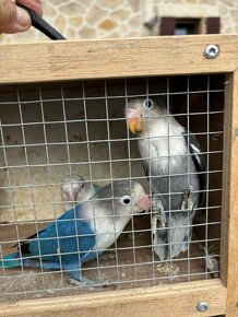 Agapornis fišer - 3