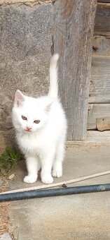 mačiatko za symbolickú cenu - 3