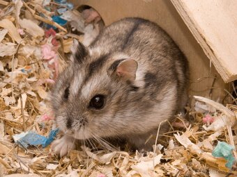 ŠKREČOK + KLIETKA + VYBAVENIE + GUĽA NA BEH - 3