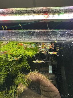 Guppy, gupka - 3
