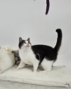 Mačička SAMANTA hľadá domov - 3