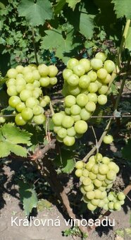 Sadenice viniča - 3