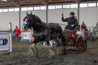 Pripúšťanie Írsky Cob - 3