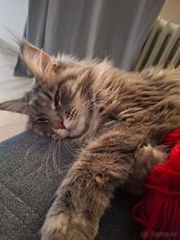 Maine Coon - 3