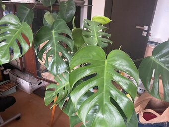 MONSTERA + INE KVETY IZBOVE - 3