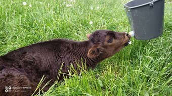 Predám Angus 2 mesačné teľa - 3