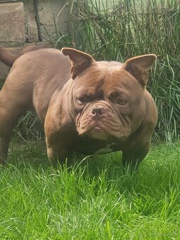 American bully nano psik aj fenka - 3