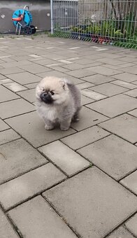Pomeranian - 3