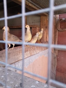 Predám bažant zlatozlty, zlaty - 3