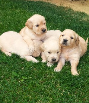 Zlatý retriever - 3