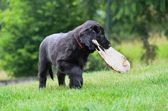 Flat Coated Retriever - štěniatka s PP - 3