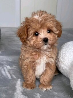 Maltipoo toy - 3
