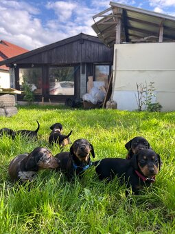 Krátkosrstý trpasličí jazvečík (Merle) - 3