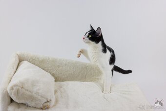 INKY hľadá domov - 3