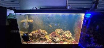 Predam Lacno 250 Lmorske Akvarium so Zivotom - 3