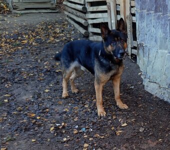 Nemeckí ovčiak - 3