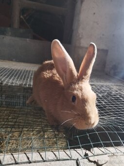 Burgundsky králik - 3