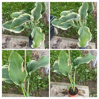 Rudbekia, hosta, fakľovka, bršlen - 3