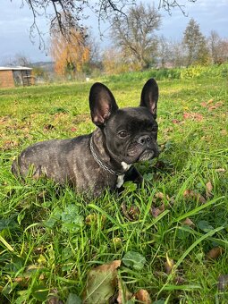 Francúzky buldoček - 3