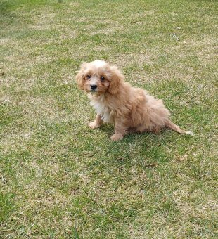Cavapoo - 3