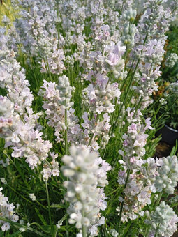 Levandula lekárska-ružová,fialová,biela - 3