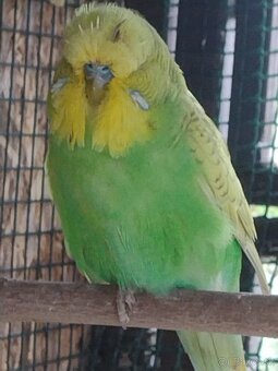 Výstavné andulky - 3