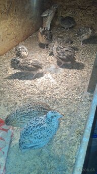 Kohuty Faraon Jumbo - 3