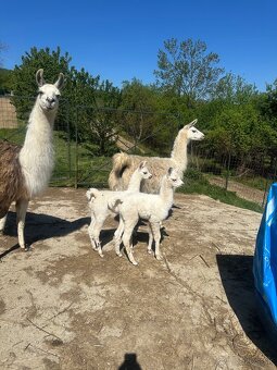 Lama krotká. Samček. - 3