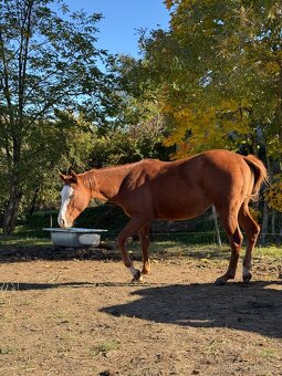 Paint horse kobyla 2024 - 3