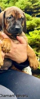 Tosa inu - krásný, veselý pejsek s pp - 3