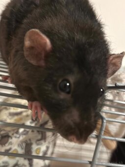 darujem potkany - 3