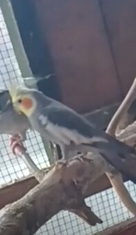 Korela chocholata samička - 3