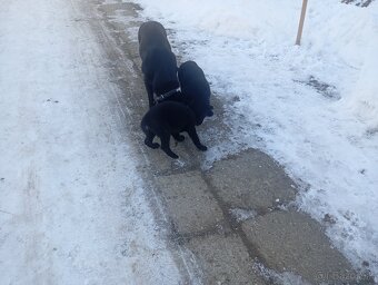 Nemecký ovčiak - 3