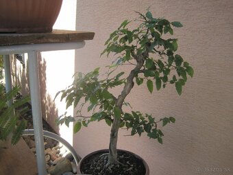 bonsai,bonsaj-hrab 4 - 3