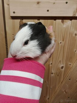 Predám morské prasiatko - 3