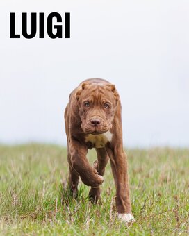 Bandog - 3