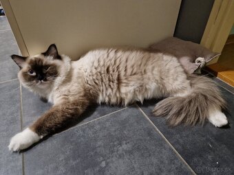 LUNA si hľadá nový domov - 3