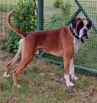 Nemecky boxer s PP - 3