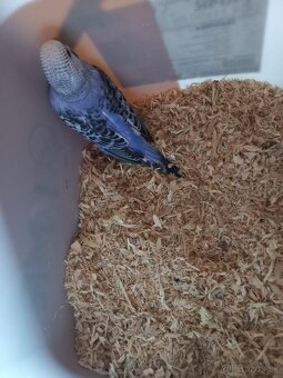 Andulka - Papagájec vlnkovaný - 3