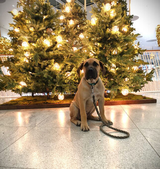 Krásna fenecka Kanárska Doga / Presa Canario s PP - 3