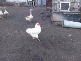 Nasadové vajíčka plymutka biela - 3