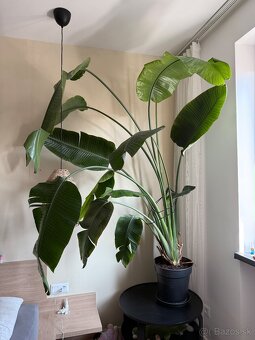 Strelitzia Nicolai / Strelicia - 3