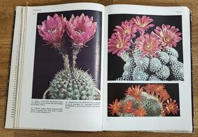 Kaktusy a iné sukulenty - 3