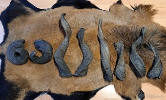 Rohy 20-40cm - 3