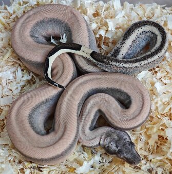 Boa constrictor - Veľhad kráľovský - KOMPLETNÁ ZBIERKA - 3