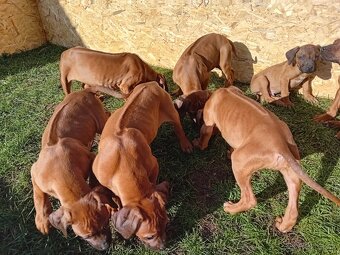 Rhodesian Ridgeback - 3